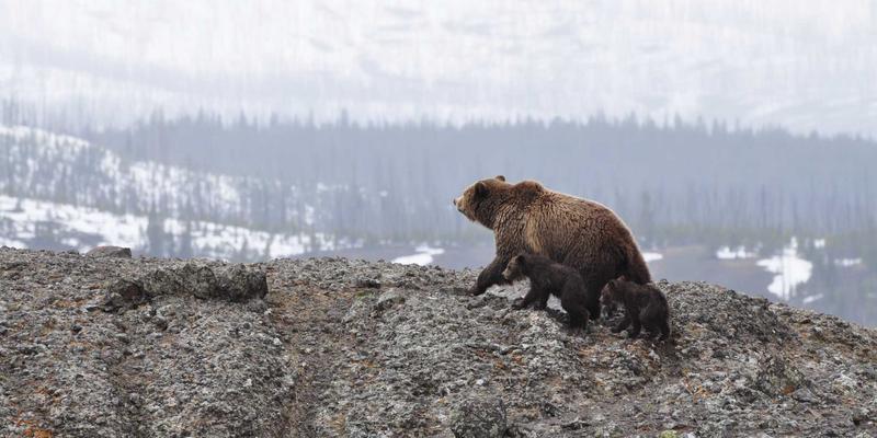 技术咨询引领，固废协同治理：上海久久环保化工园区VOCs与异味综合治理实践